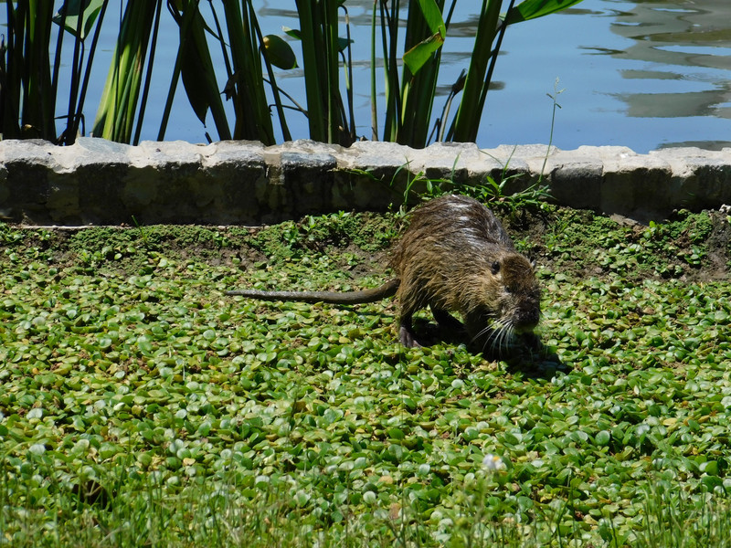 Capybara, Ecoparque, BA