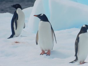 Gentoo and adelie penguins