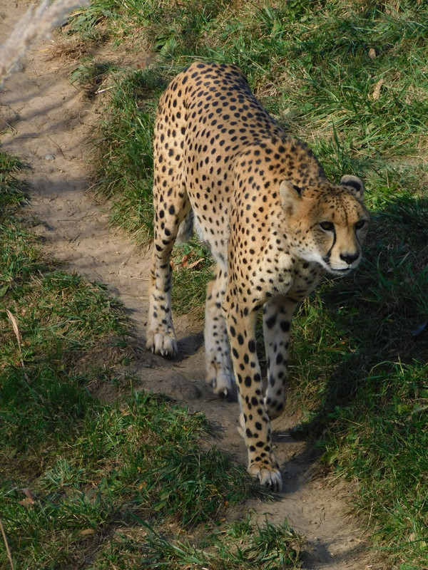 Cheetah at St. Louis Zoo