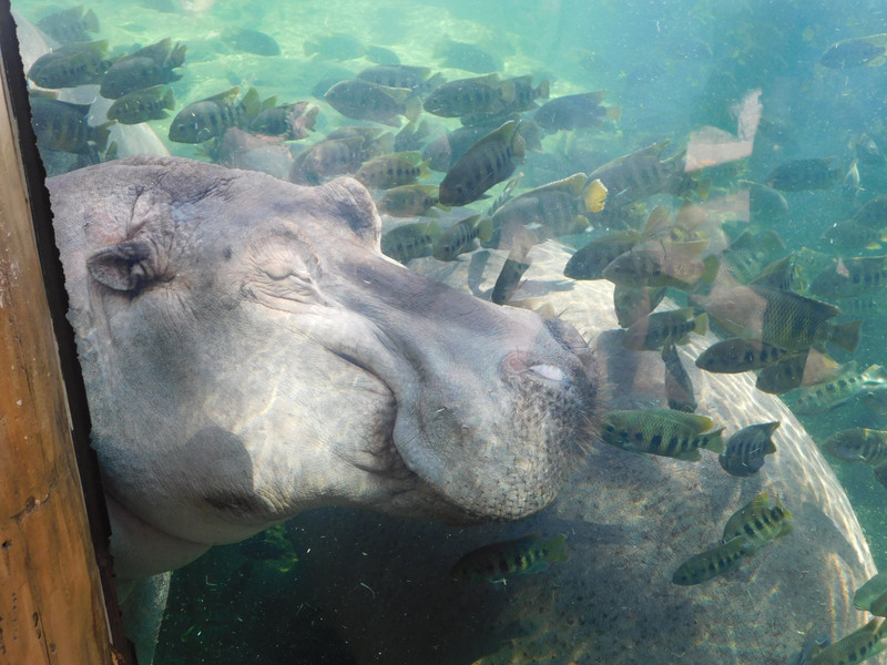 Hippopotamus at St. Louis Zoo