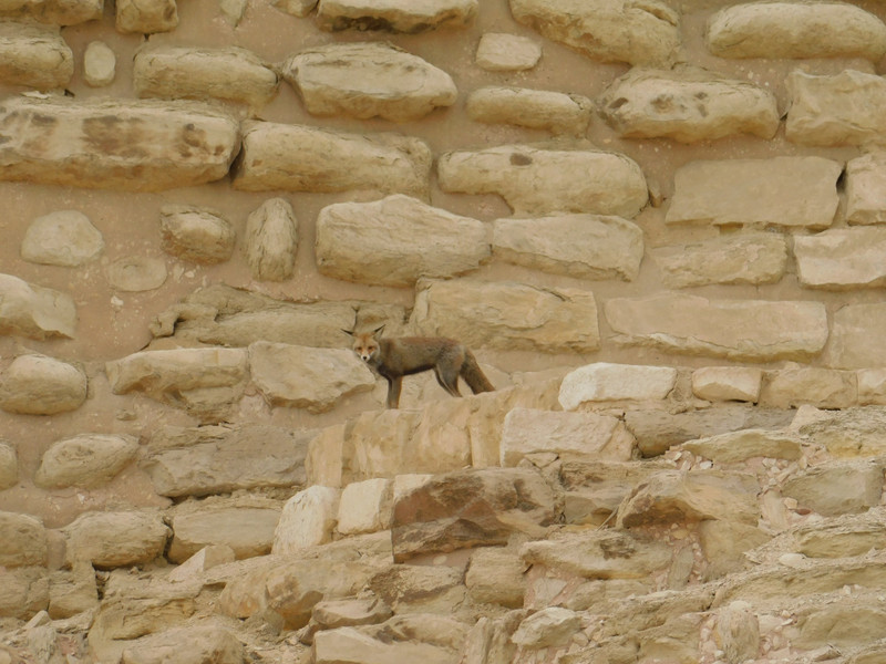 A fox on the Djoser Pyramid