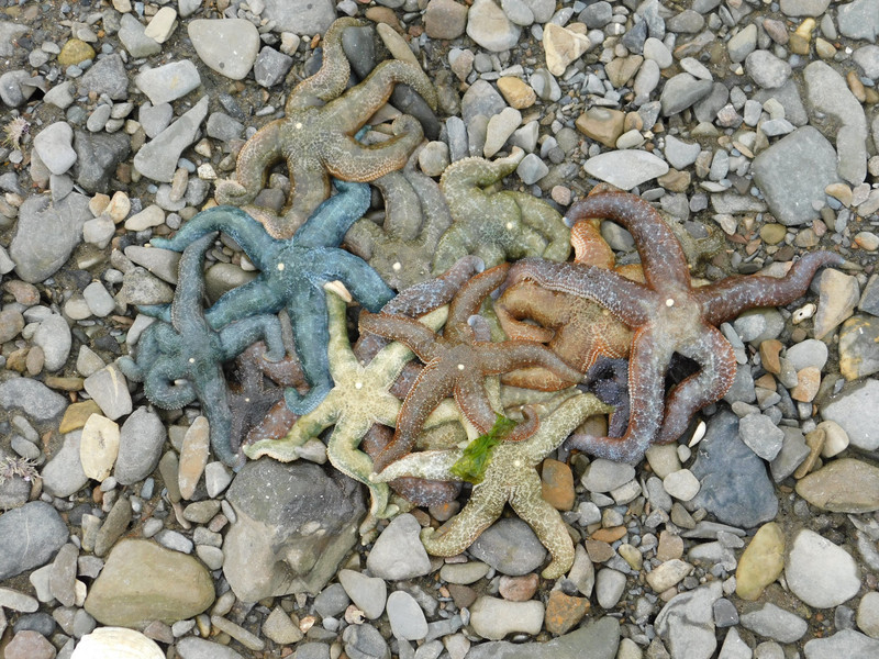 Colourful starfish at Icy Strait Point