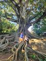 Árvore de borracha Austráliana (Giant Tree) in Jardim Botânico António Borges