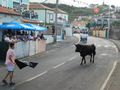Chance encounter of the Running of the Bull in Vila Nova