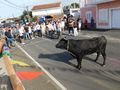 The bull eyes up the crowd. Vila Nova