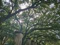 Wonderful trees near Louis Armstrong Park