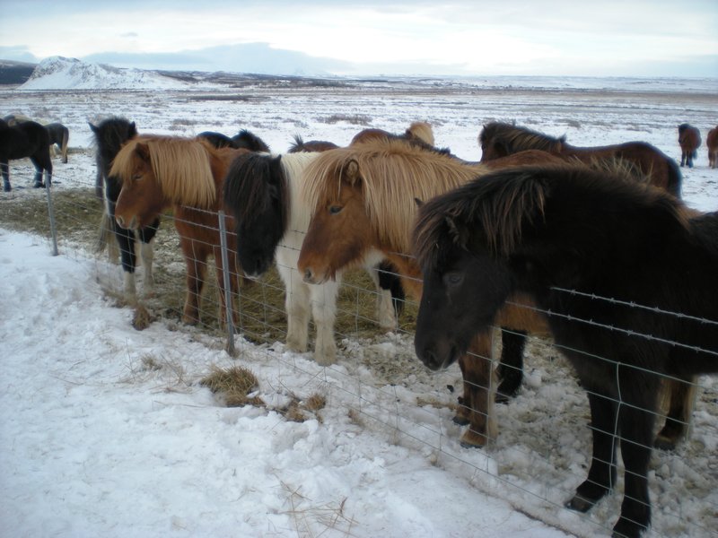 29 Icelandic Horses