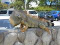 Iguana says 'hello'