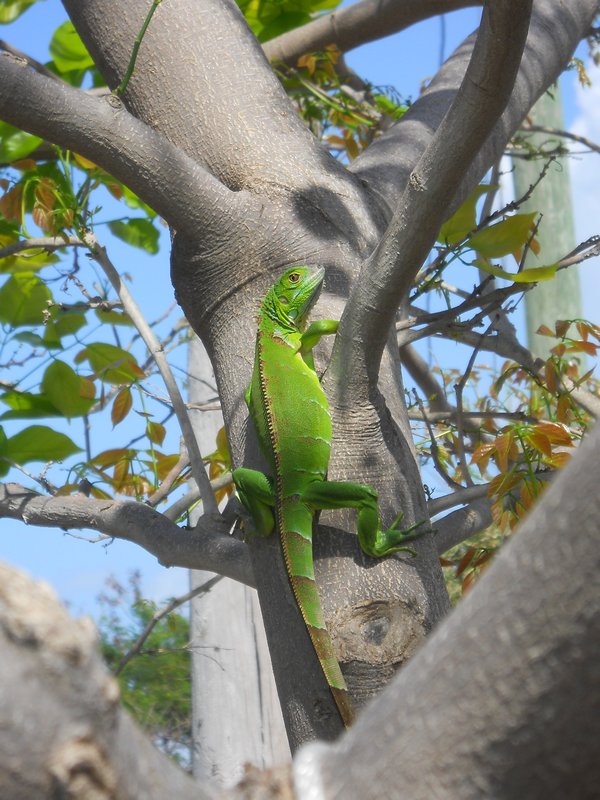 Green Lizard in a Tree