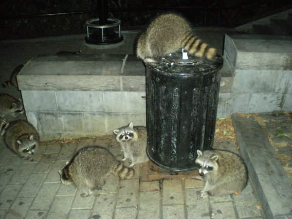 A friendly family of racoons