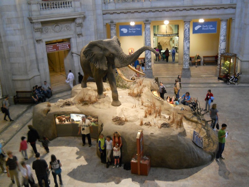 The Smithsonian Natural History Museum