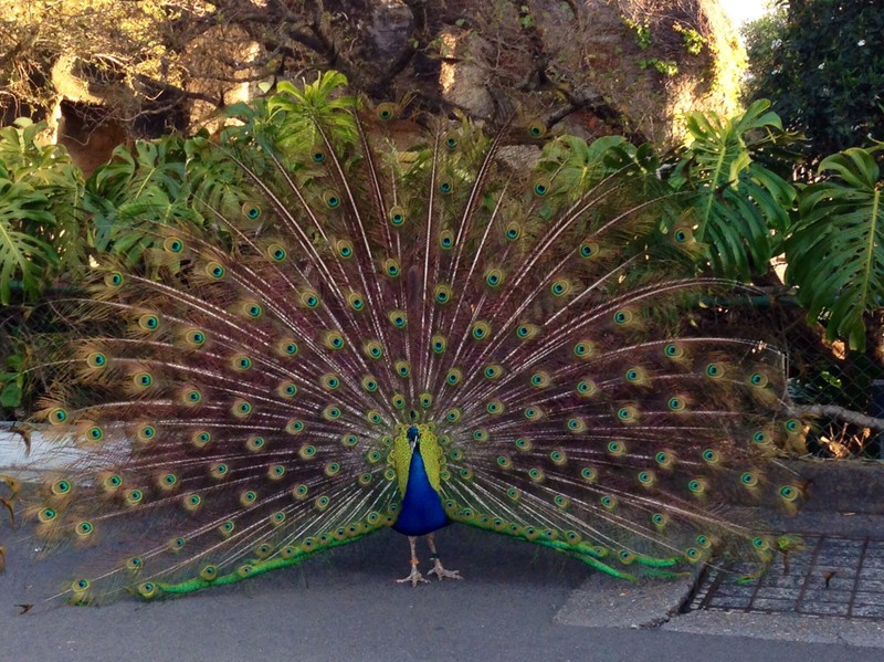 Peacock plumage