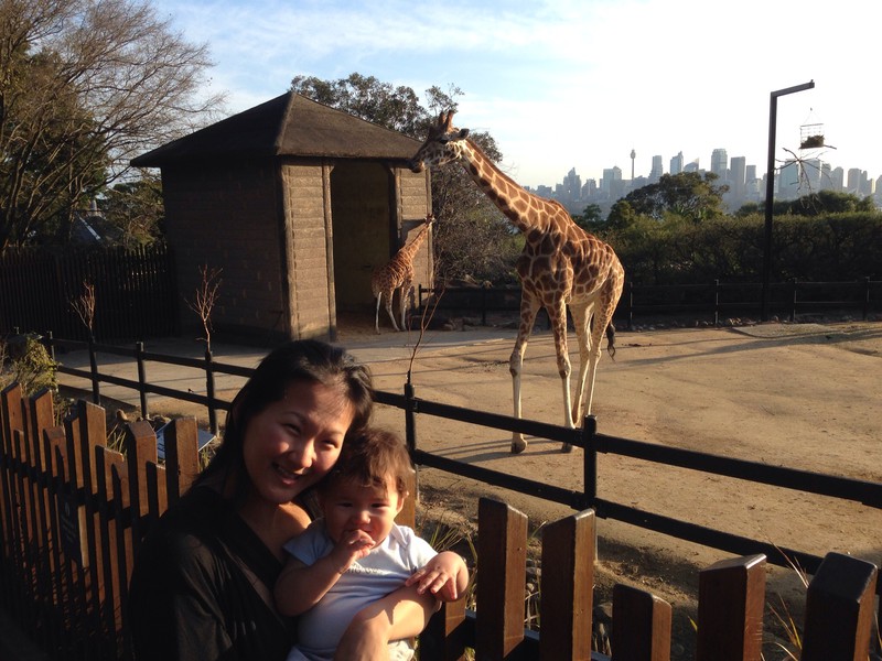 Giraffe family at Taronga 