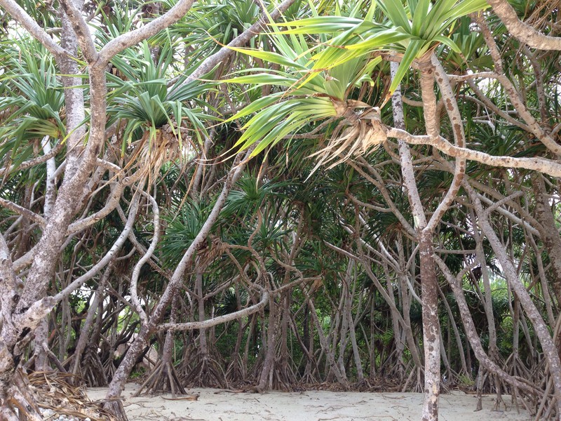 Mangroves at Mystery Island