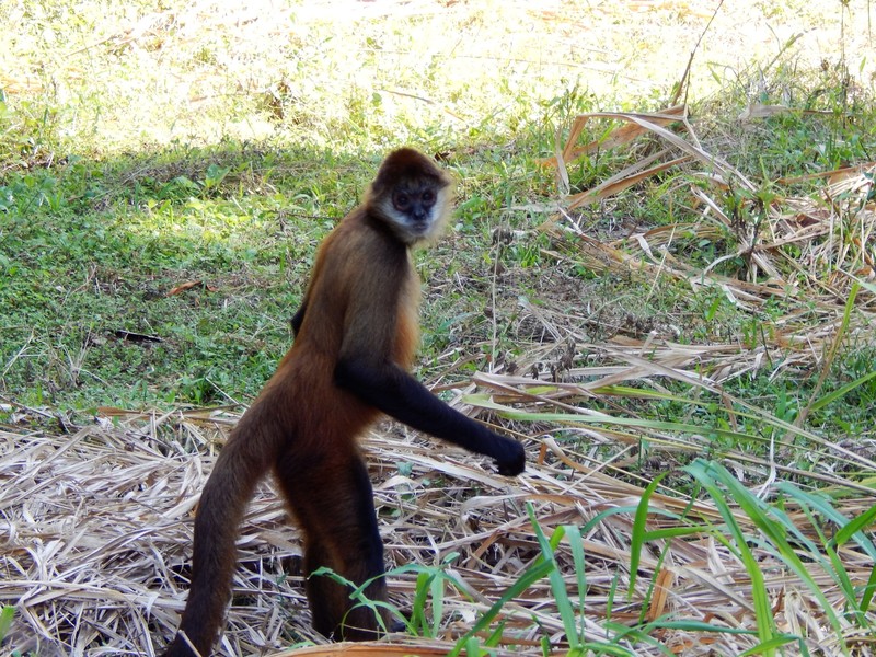 Spider Monkey at Refugio Nacional Curu
