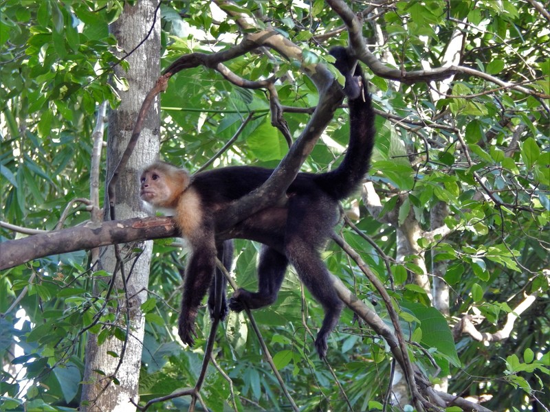 Capuchin Monkey at Refugio Nacional Curu