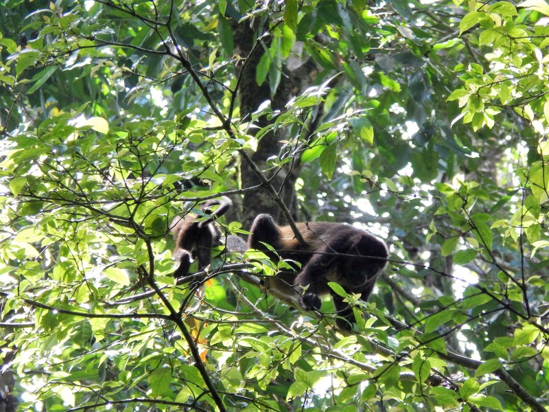 Howler Monkeys at Manuel Antonio National Park