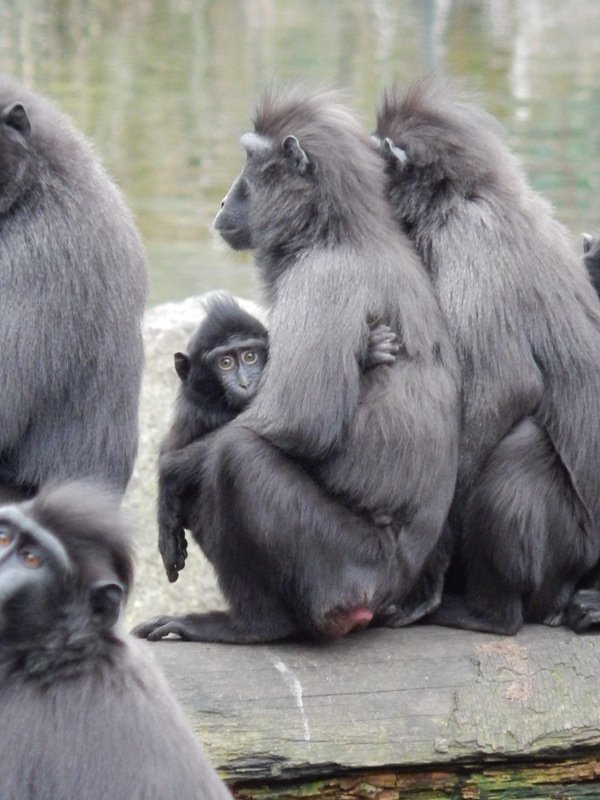 Monkey family at Dublin Zoo