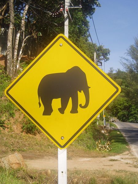 Elephant crossing......
