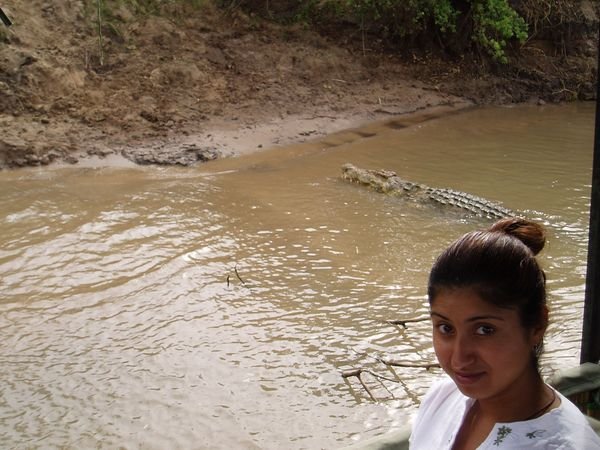 A crocodile riverside.