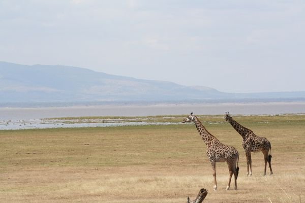 Giraffes at a distance.