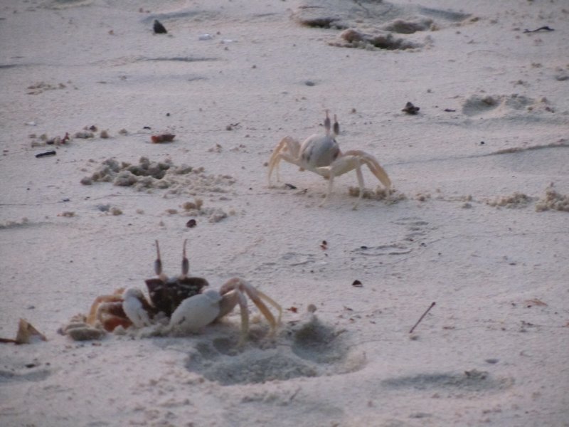 Crabs were all over beach come dusk