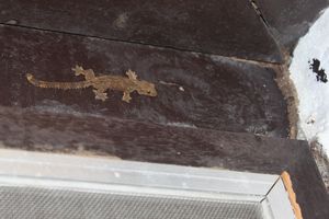 Wall gecko 2