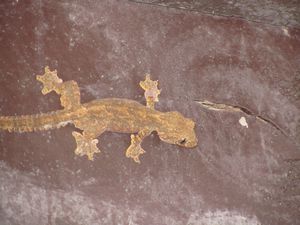 Wall gecko 4