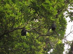 Resident colony of bats in trees overhead