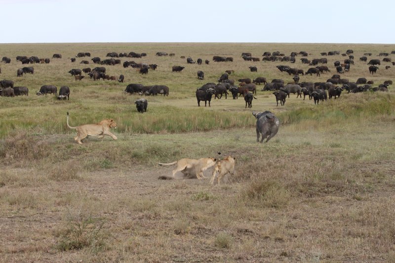 Lion chase buffalo
