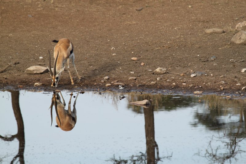 Gazelle reflection