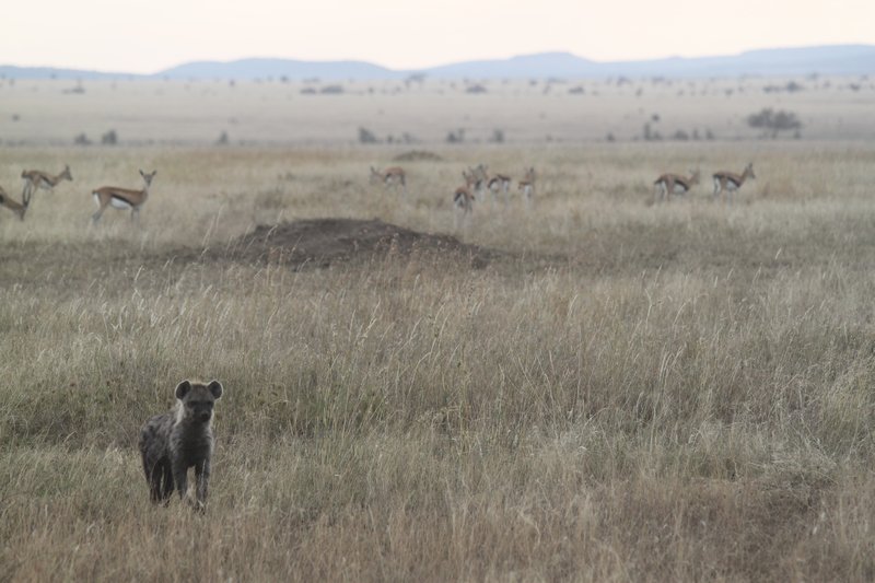 Hyena with antelope