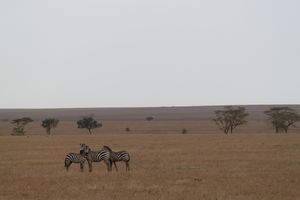 Zebra on the plains