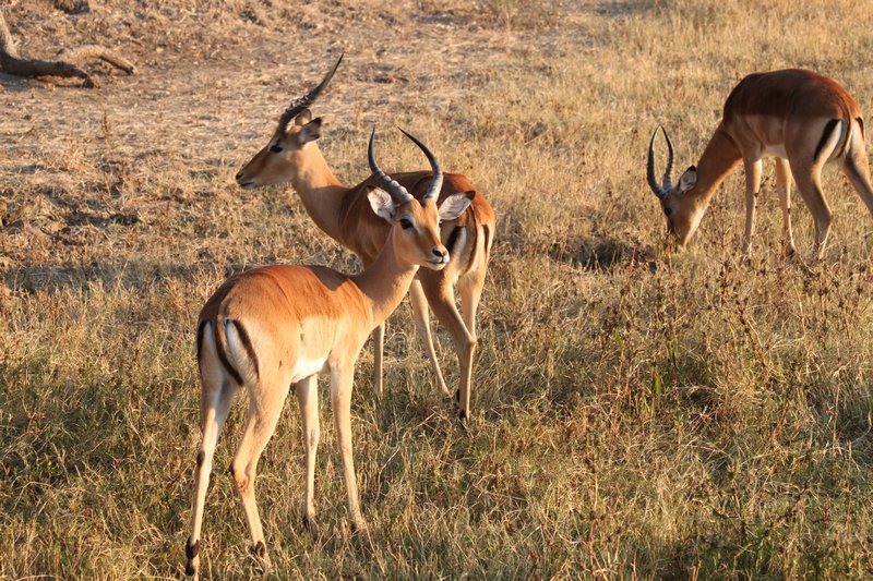 Bachelor group impala