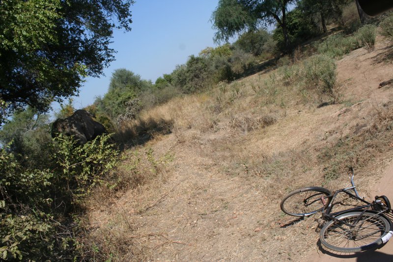 Bike & elephant. Rider was about 40 yards away hiding from them