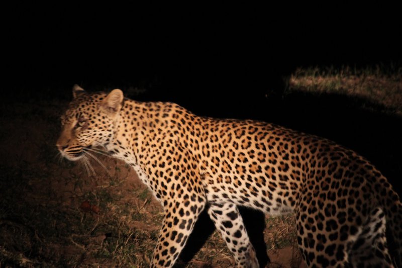 Leopard on night drive