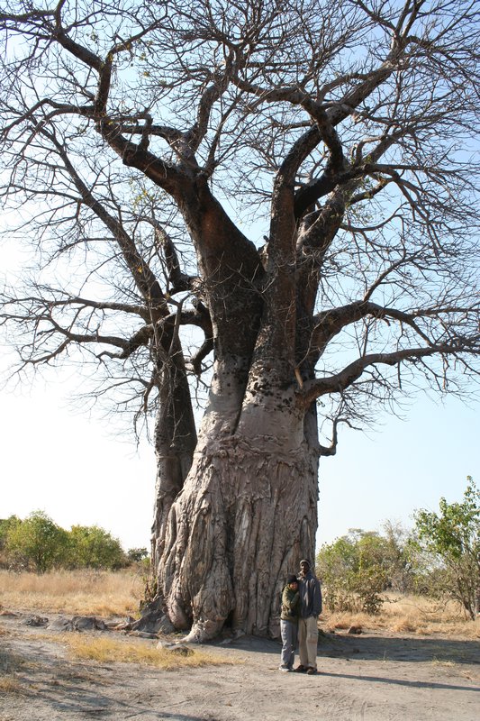 GV & Baobob tree