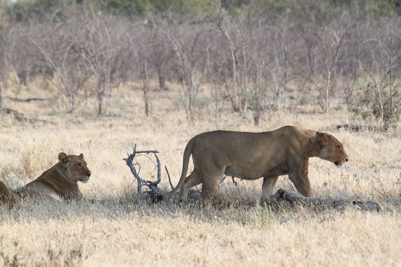 Lioness in Moremi