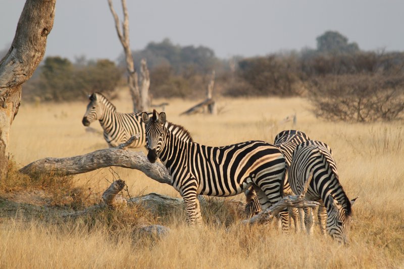 Botswana. Moremi Zebra