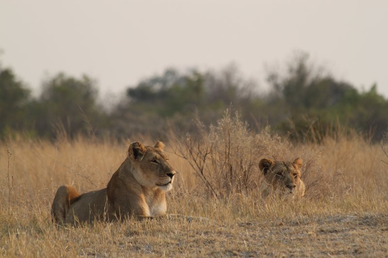 Botswana. Pair of lioness