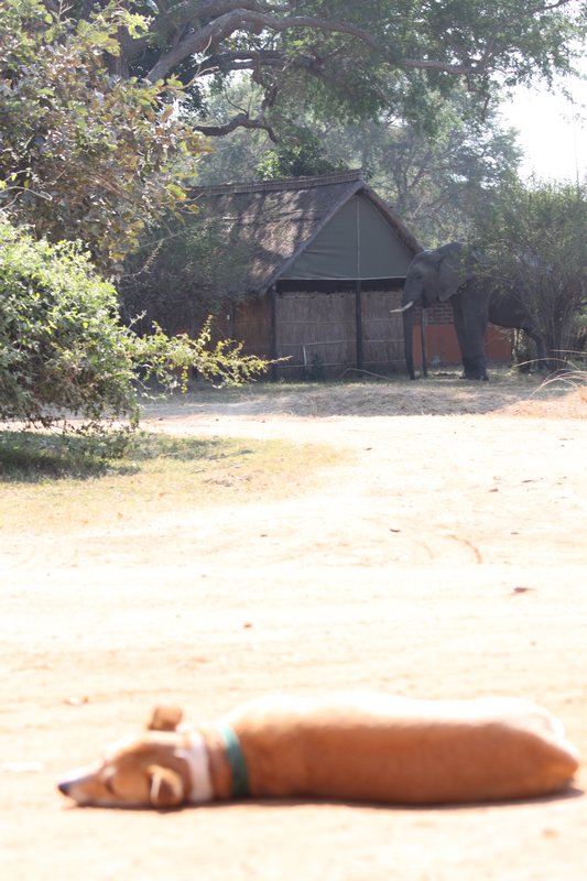 Zambia. Dog & elephant in camp