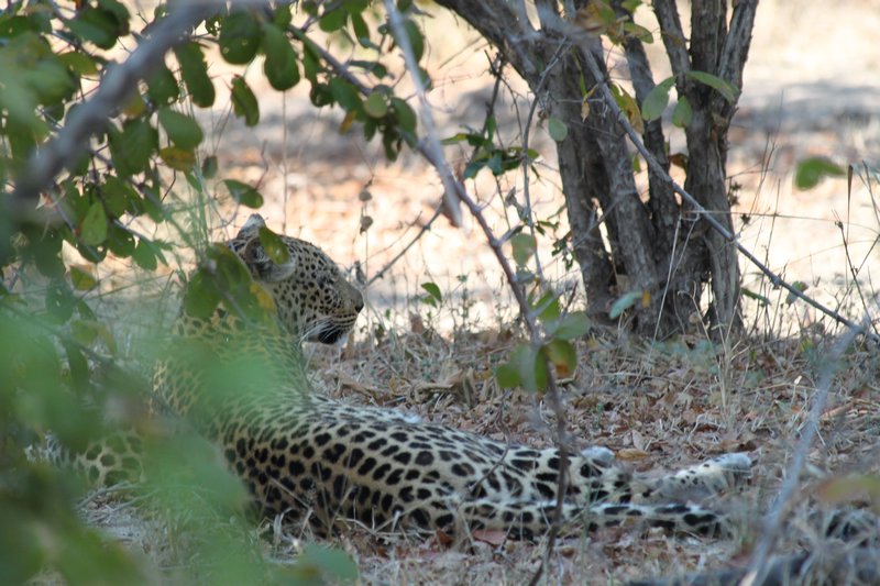 Zambia. Leopard in bushes