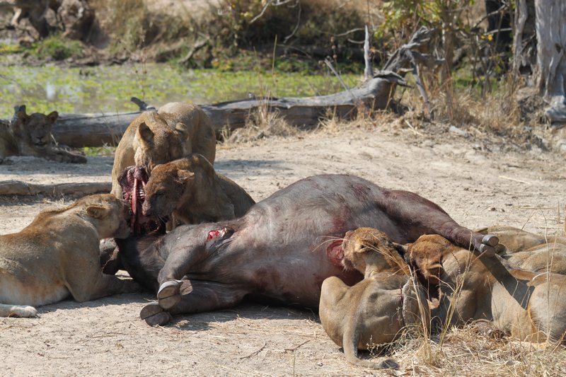 Zambia. Lions chowing down