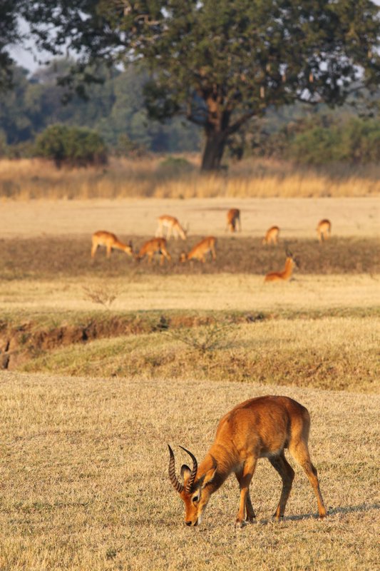 Zambia. Puku grazing