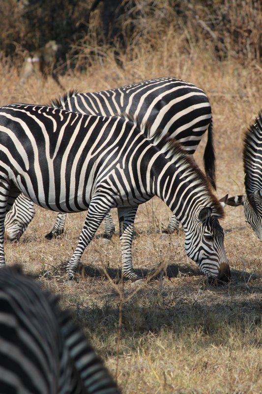 Zambia. Zebra shot