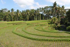 Indonesia. Terraced field