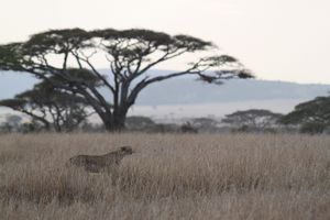 Tanzania. Cheetah and acacia