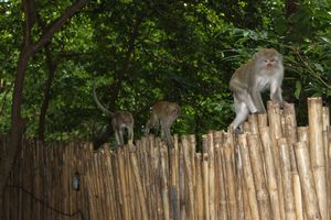 Thailand. Resident monkeys