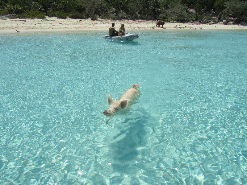Another swimming pig