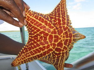 Interesting starfish